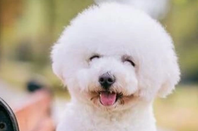 比熊犬平均壽命 比熊犬平均壽命