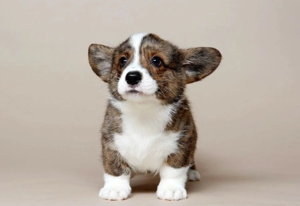 柯基牧牛犬 柯基牧牛犬