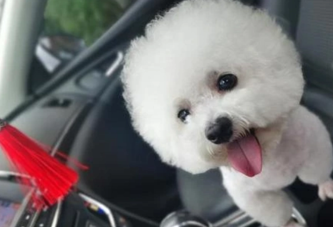 如何延長比熊犬壽命 如何延長比熊犬壽命