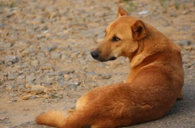 混種犬缺點 混種犬缺點