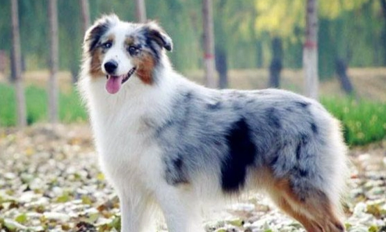 澳洲牧羊犬 健康 澳洲牧羊犬 健康
