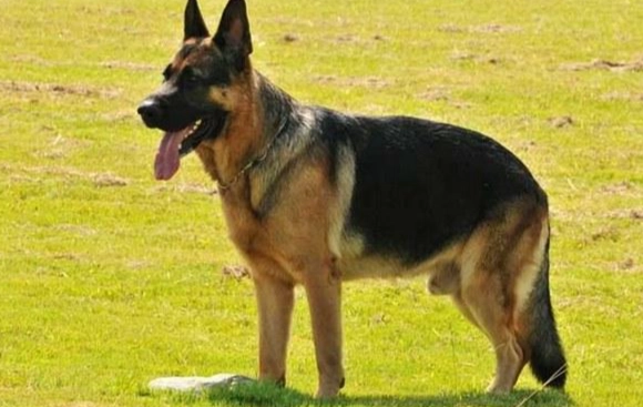 護衛犬種 護衛犬種