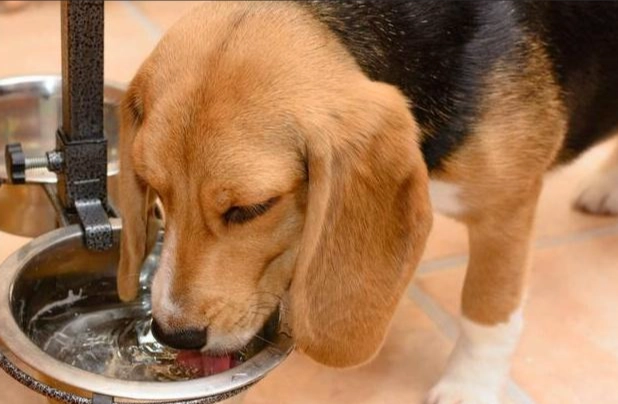 高齡犬飲水 高齡犬飲水