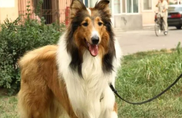 初次飼主犬種選擇
