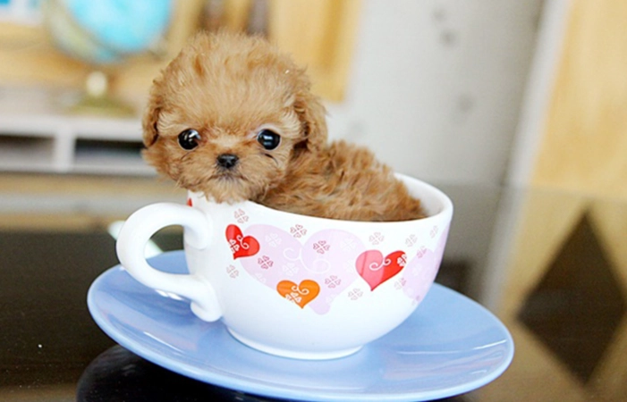 茶杯犬品種 茶杯犬品種