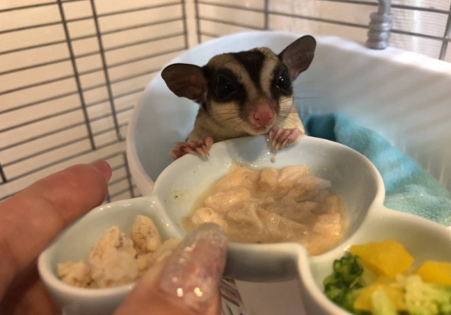 幼蜜袋鼯食物 幼蜜袋鼯食物