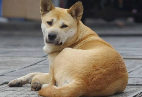 犬水腎治療 犬水腎治療