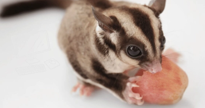 蜜袋鼯 葡萄
