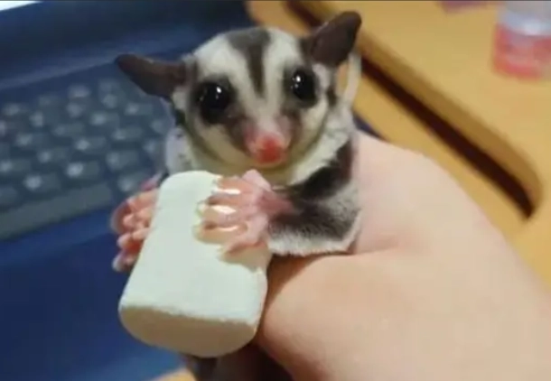 幼蜜袋鼯飼養 幼蜜袋鼯飼養