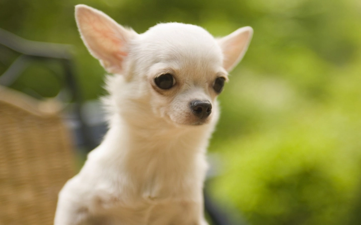 芝娃娃惡犬原因 芝娃娃惡犬原因