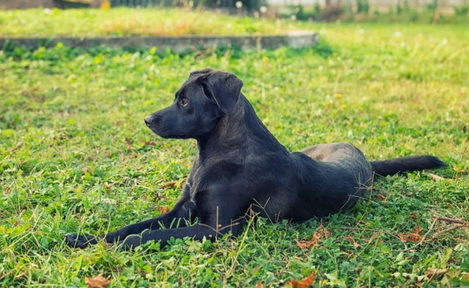 大型黑色犬 大型黑色犬