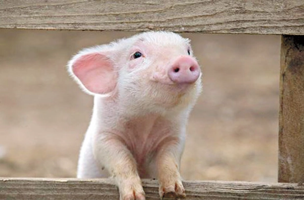 動物保護法 條文 動物保護法 條文