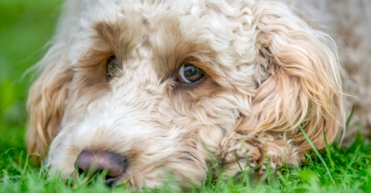 犬乳腺瘤破裂症狀 犬乳腺瘤破裂症狀