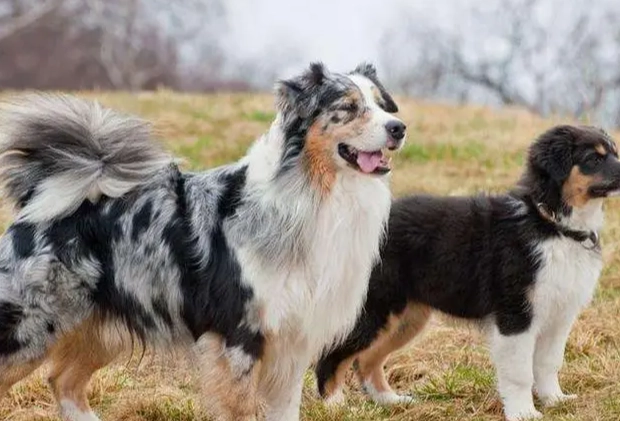 澳洲牧羊犬 飼養 澳洲牧羊犬 飼養