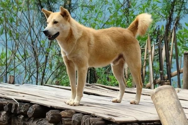 土狗飼養問題 土狗飼養問題