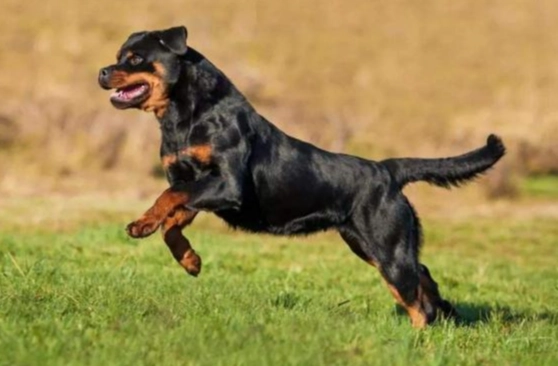 羅威納犬缺點 羅威納犬缺點