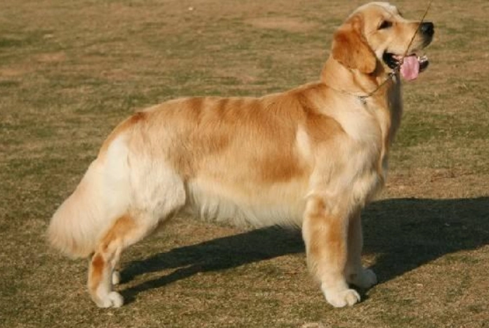 溫馴犬種推薦 溫馴犬種推薦