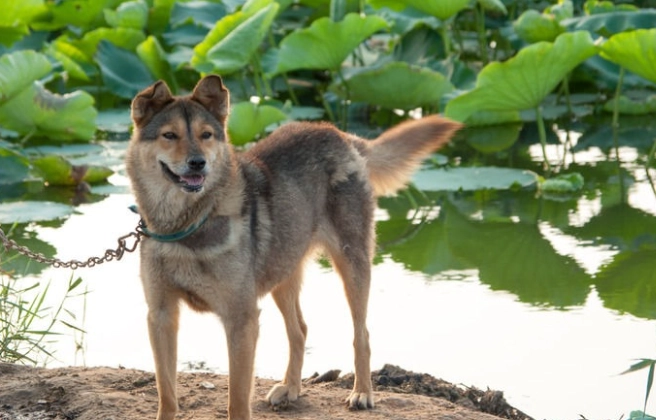 護衛犬種 護衛犬種