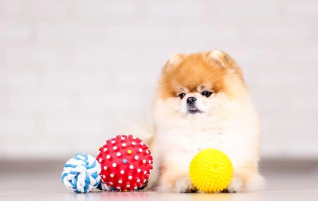 小型犬壽命 小型犬壽命