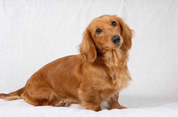 獵犬品種特性 獵犬品種特性