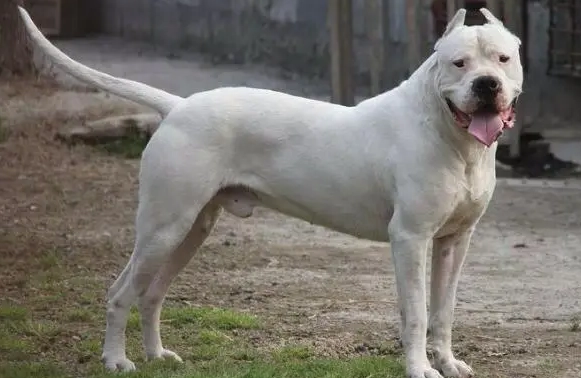 凶猛犬種 凶猛犬種