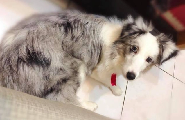 喜樂蒂牧羊犬壽命 喜樂蒂牧羊犬壽命