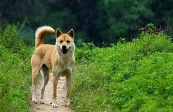 土狗飼養問題 土狗飼養問題