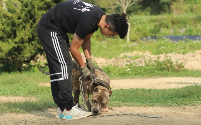 禁養犬種列表 禁養犬種列表