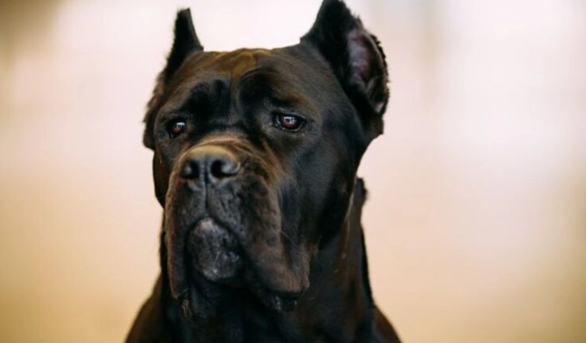 德國牧羊犬護衛 德國牧羊犬護衛