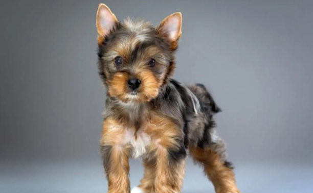 小型犬推薦 小型犬推薦