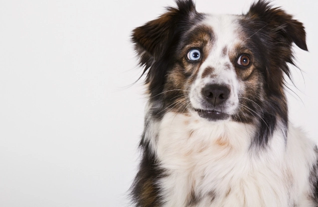 迷你美國牧羊犬品種 迷你美國牧羊犬品種