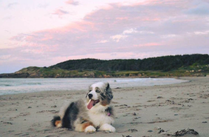 澳洲牧羊犬飼養 澳洲牧羊犬飼養