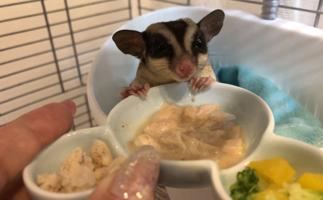 蜜袋鼯有毒食物 蜜袋鼯有毒食物