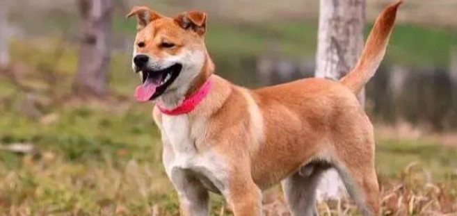 狗腎臟積水 狗腎臟積水