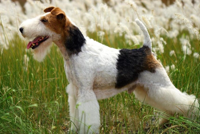 剛毛獵狐梗犬 性格 剛毛獵狐梗犬 性格