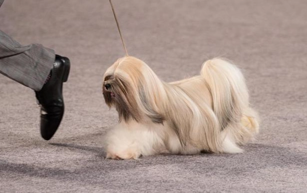 拉萨犬健康照护 拉萨犬健康照护