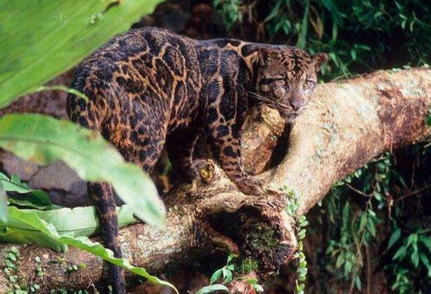 禁養動物清單 禁養動物清單