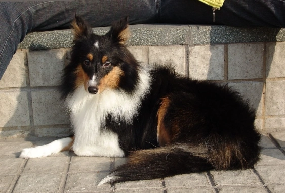 美國牧羊犬飼養 美國牧羊犬飼養