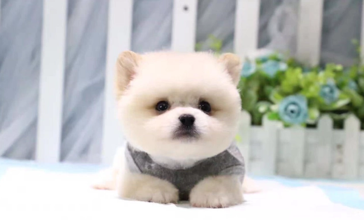 茶杯犬品種 茶杯犬品種