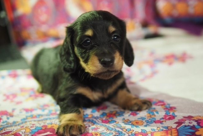 臘腸犬飼養