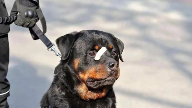 護衛犬品種比較 護衛犬品種比較