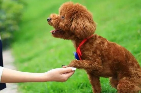 狗狗飼養入門 狗狗飼養入門