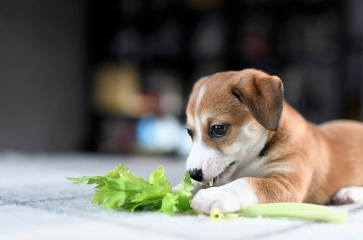幼犬腹部腫塊 幼犬腹部腫塊