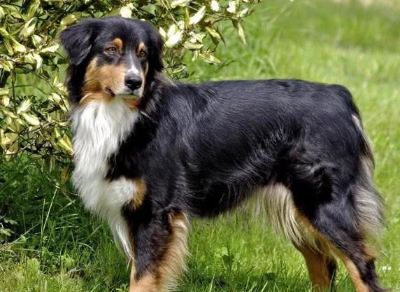 迷你澳洲牧羊犬性格 迷你澳洲牧羊犬性格