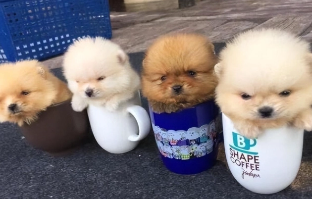 茶杯犬品種 茶杯犬品種