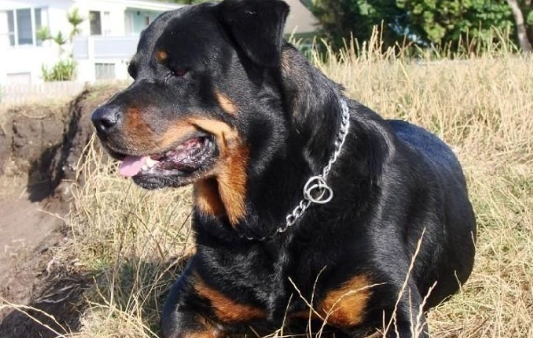 罗威纳犬饲养 罗威纳犬饲养
