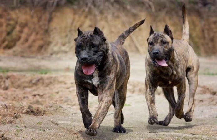 兇猛犬種排名 兇猛犬種排名