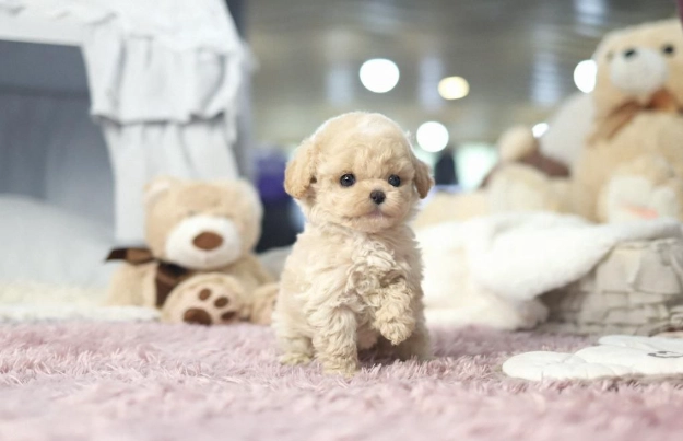 玩具貴賓犬缺點 玩具貴賓犬缺點