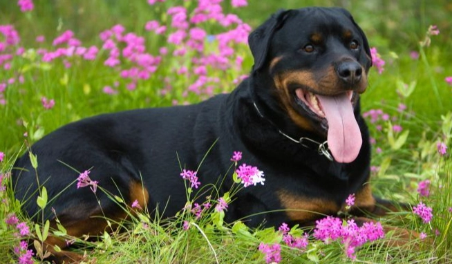 羅威納犬優缺點 羅威納犬優缺點