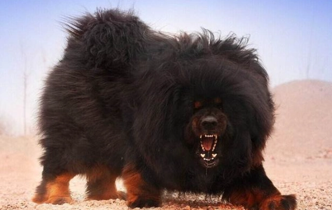 危險犬種 危險犬種